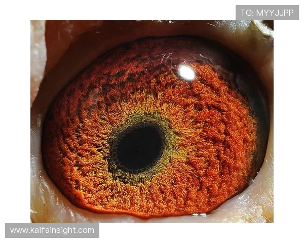 AG国际app登录导航安全保障措施详细说明，如何保障用户信息与资金安全，提供最佳登录体验